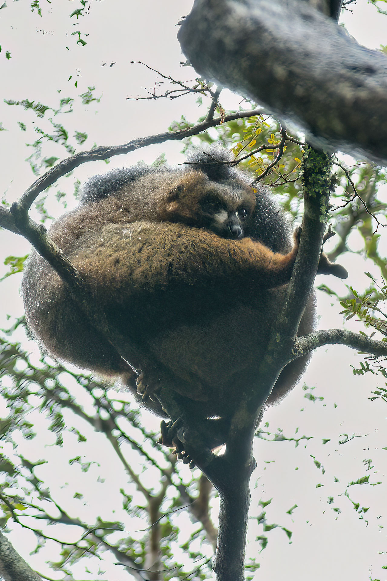 Rotbauchlemur oder auch Rotbauchmaki
